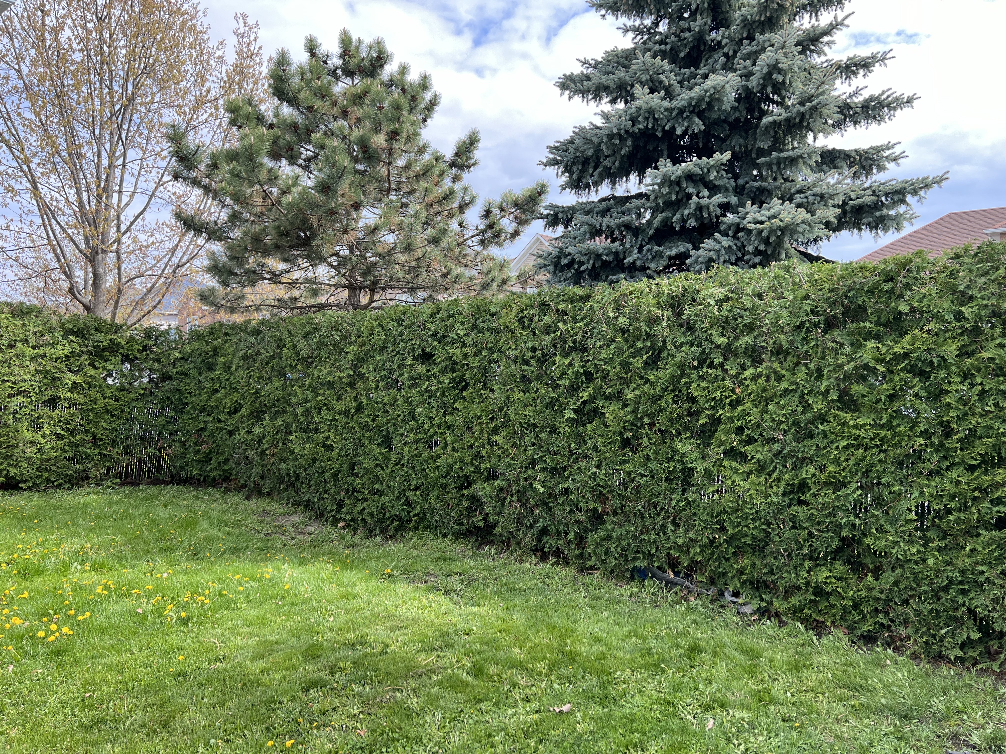 Neatly trimmed backyard hedge