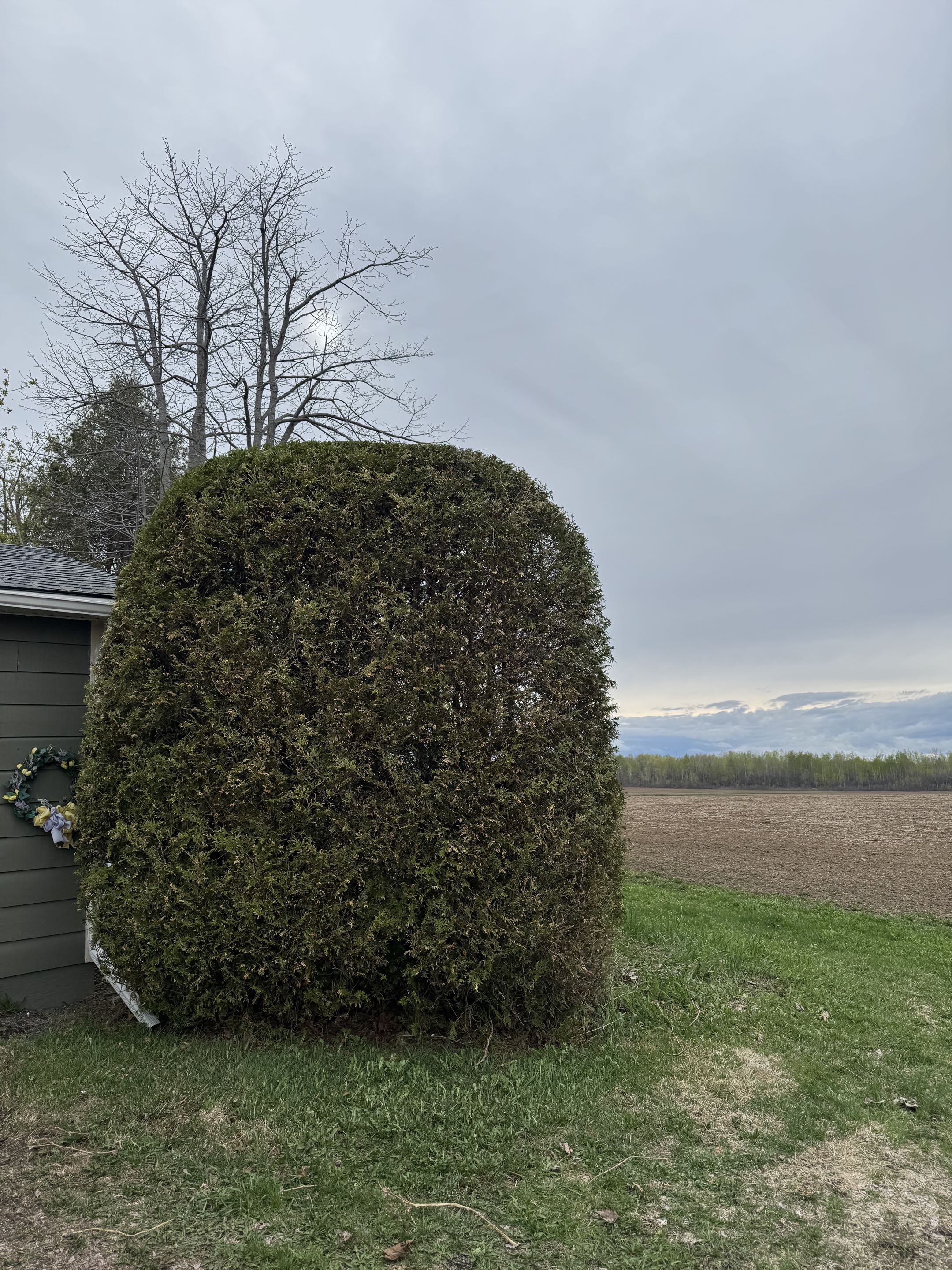 Formal hedge edge detail