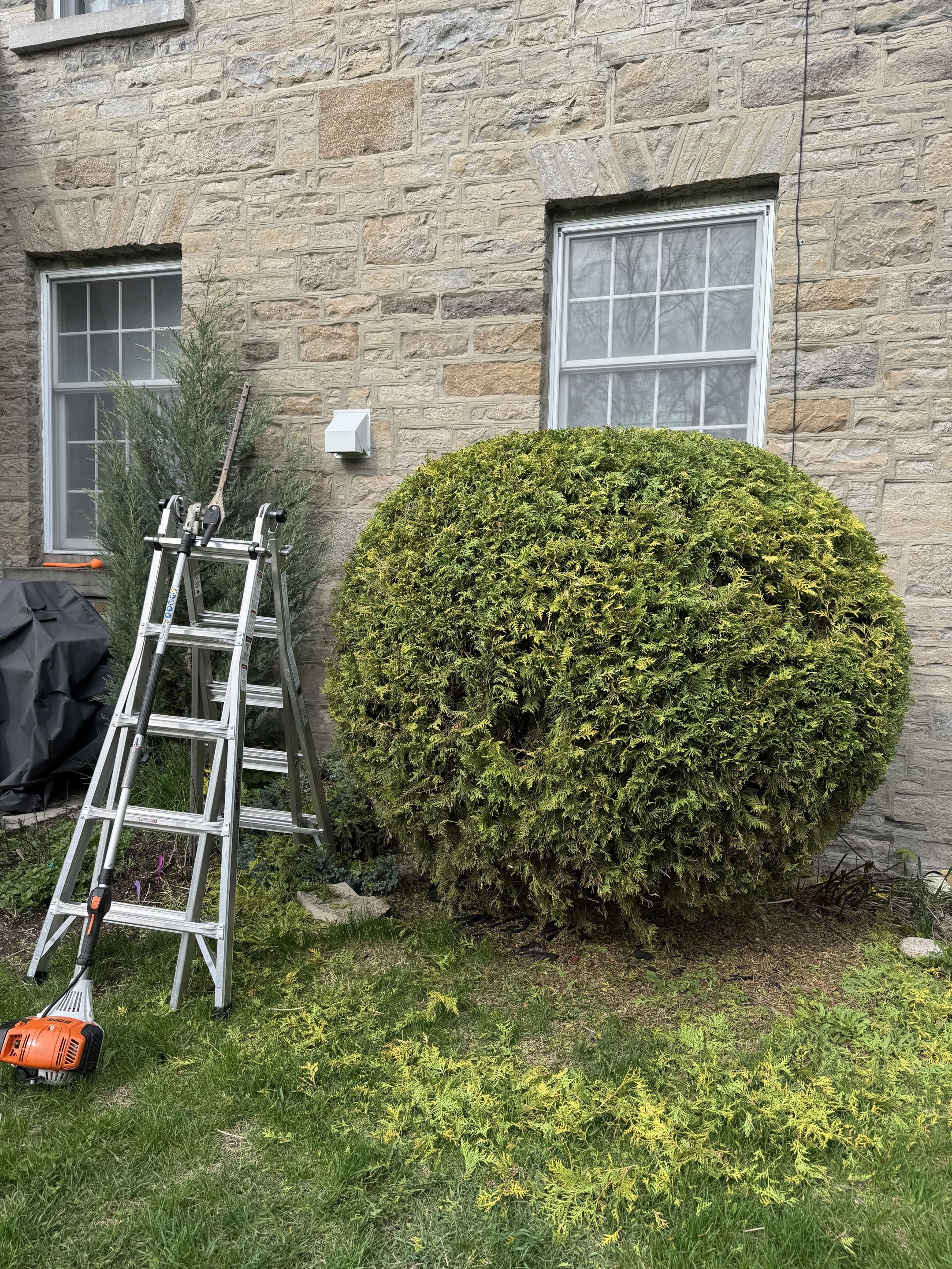 Rounded shrub shaping